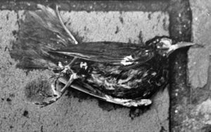 © Marc van Kempen Fotografie